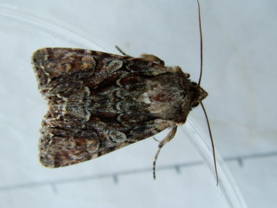 Pale-shouldered Brocade